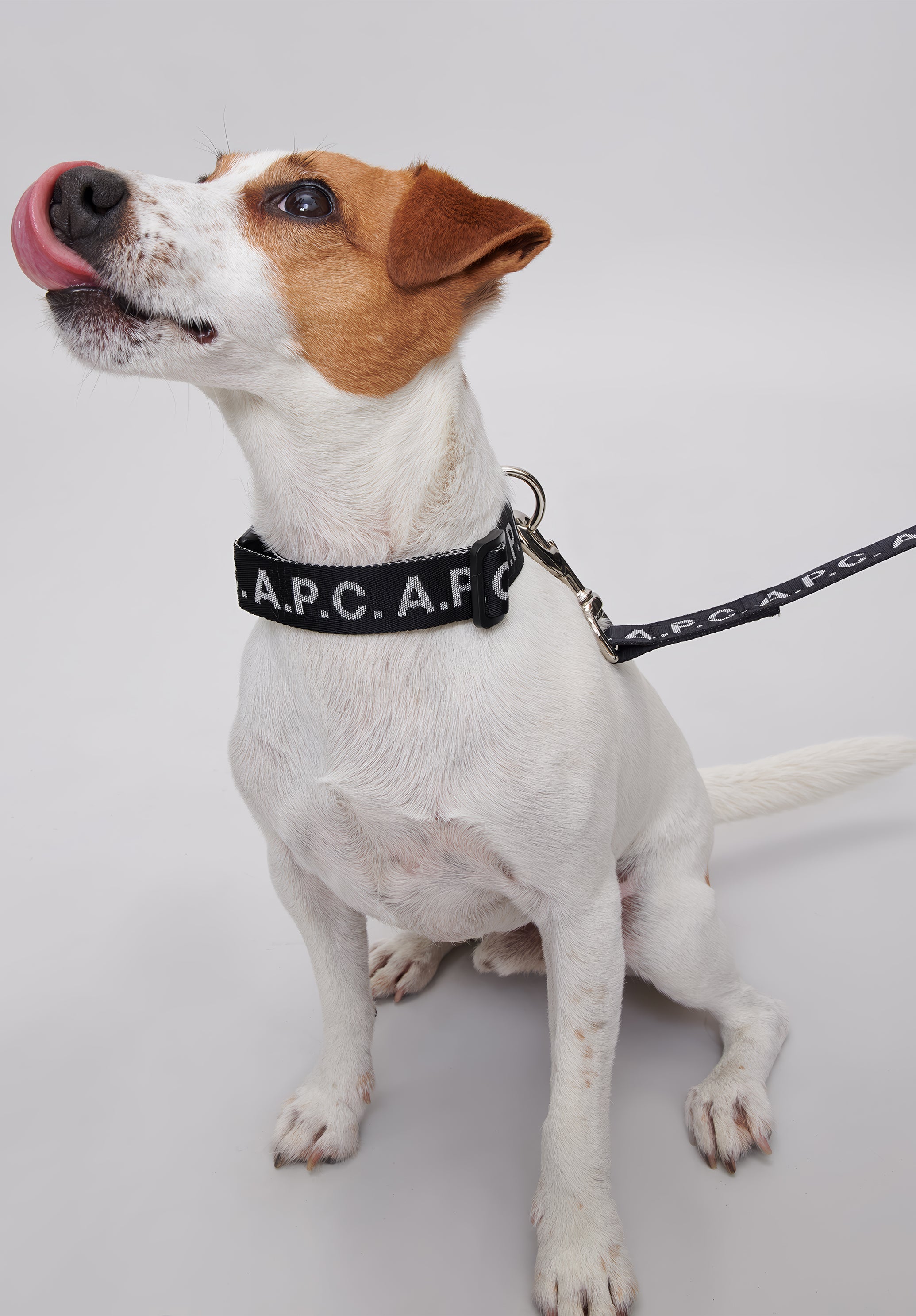 Toutou Logo leash - 5