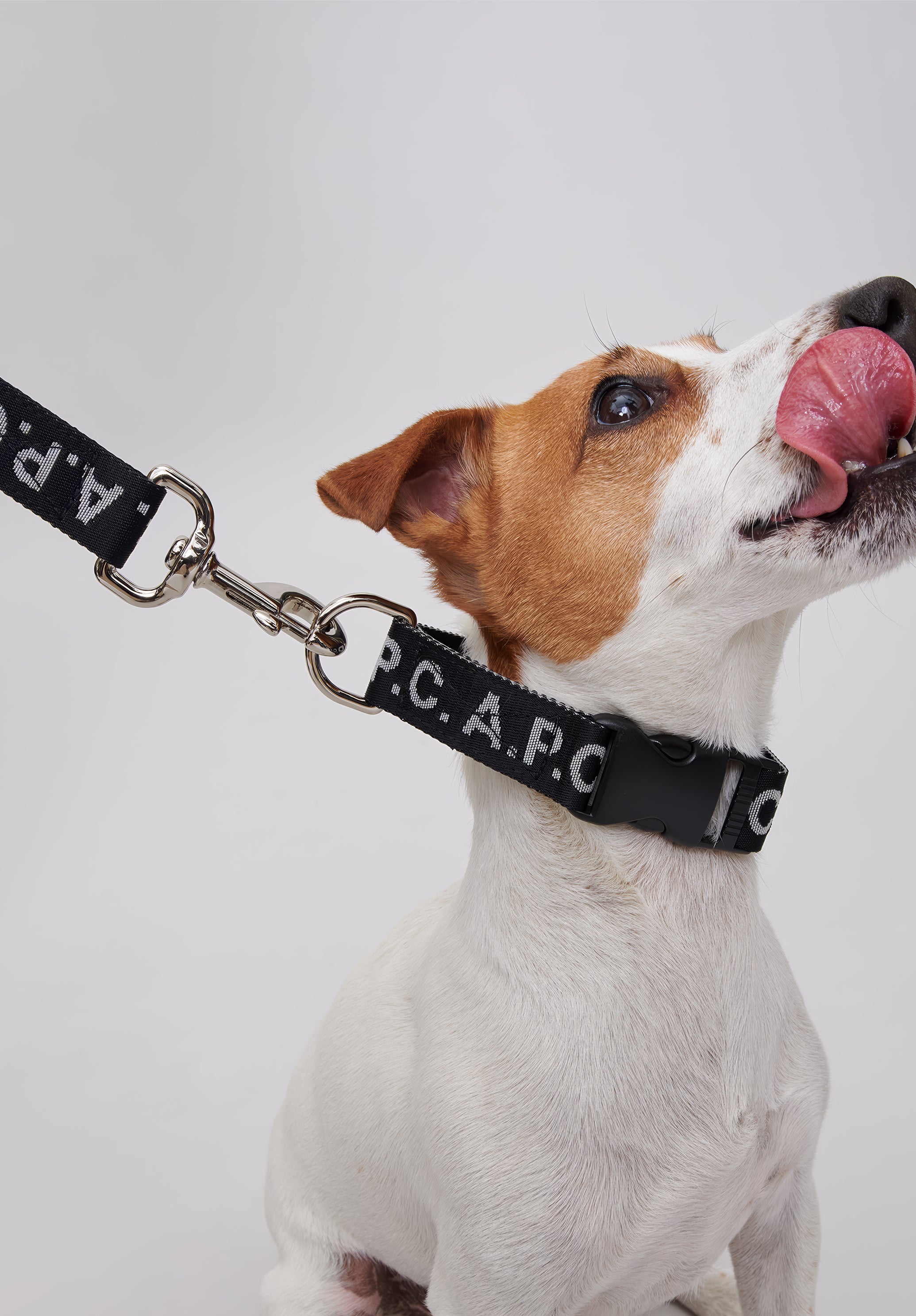 Toutou Logo leash - 6