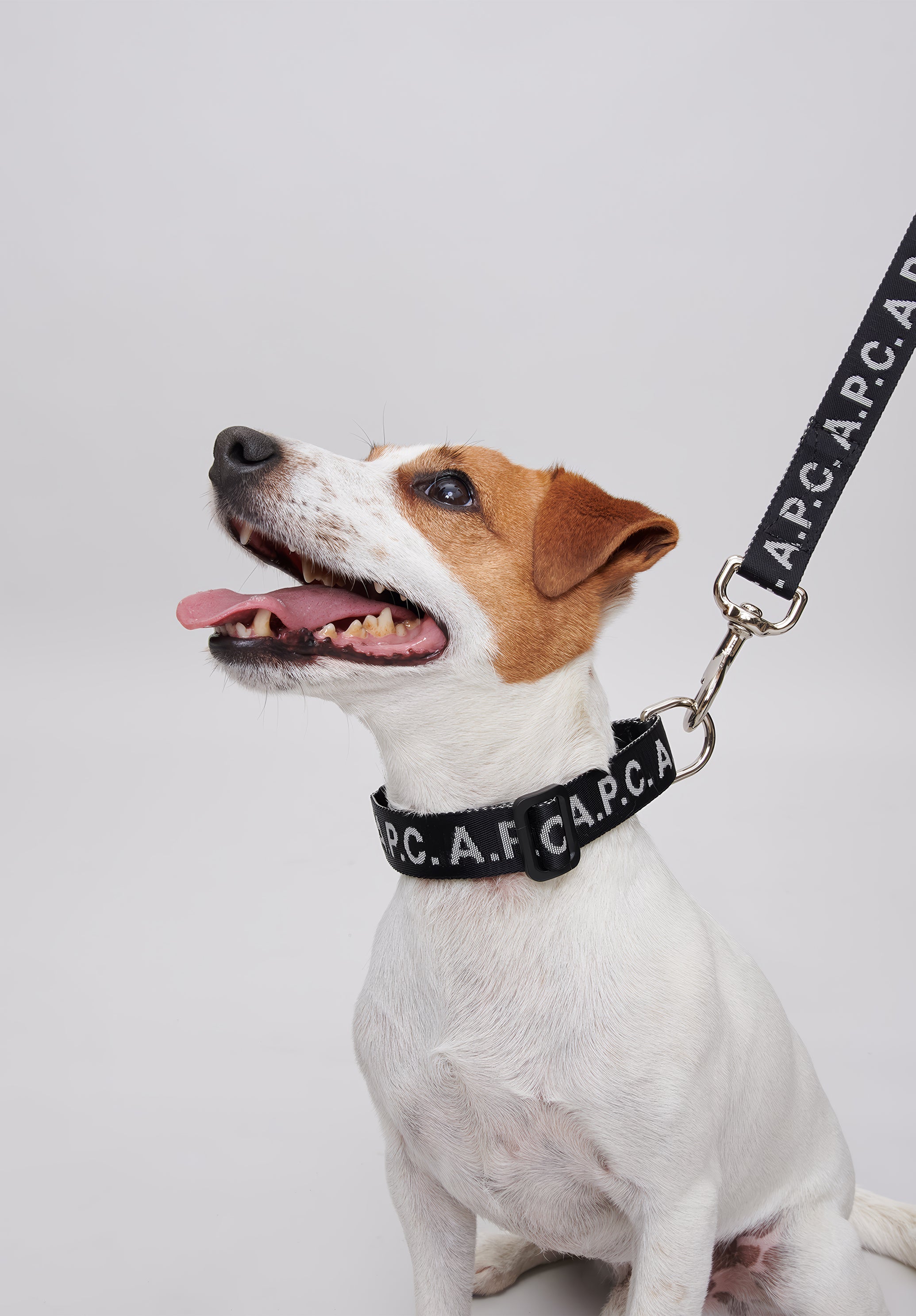 Toutou Logo collar - 5