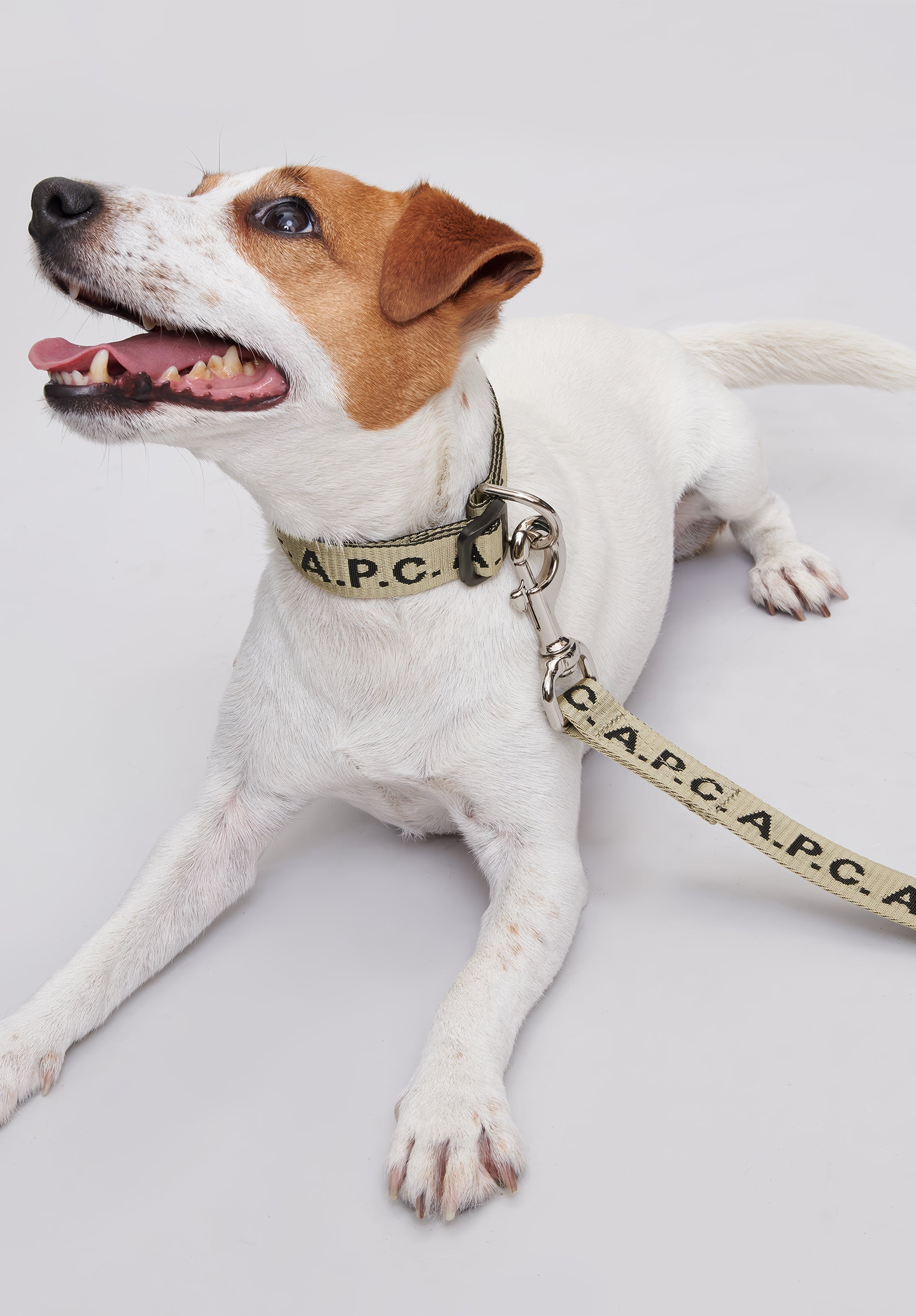 Toutou Logo leash - 5