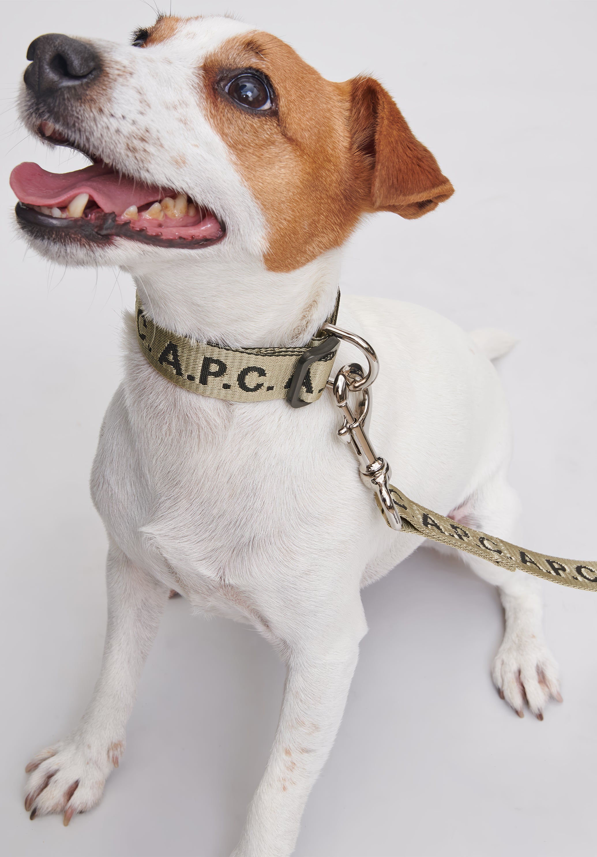 Toutou Logo collar - 5