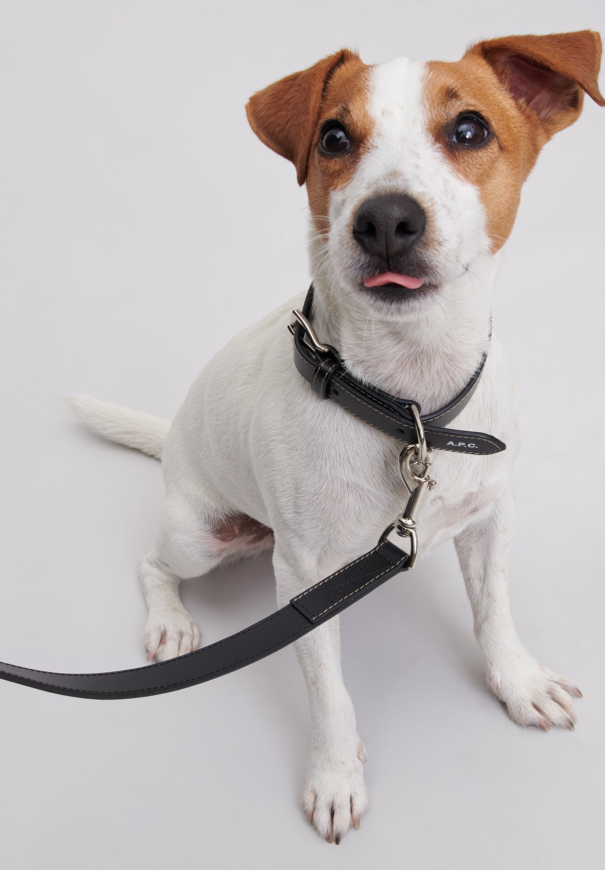 Toutou leather leash - 5
